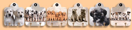 rolodex card design - divider cards