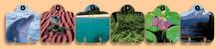 divider cards