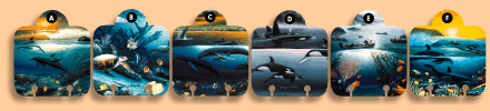 rolodex card design style - Wyland - divider cards